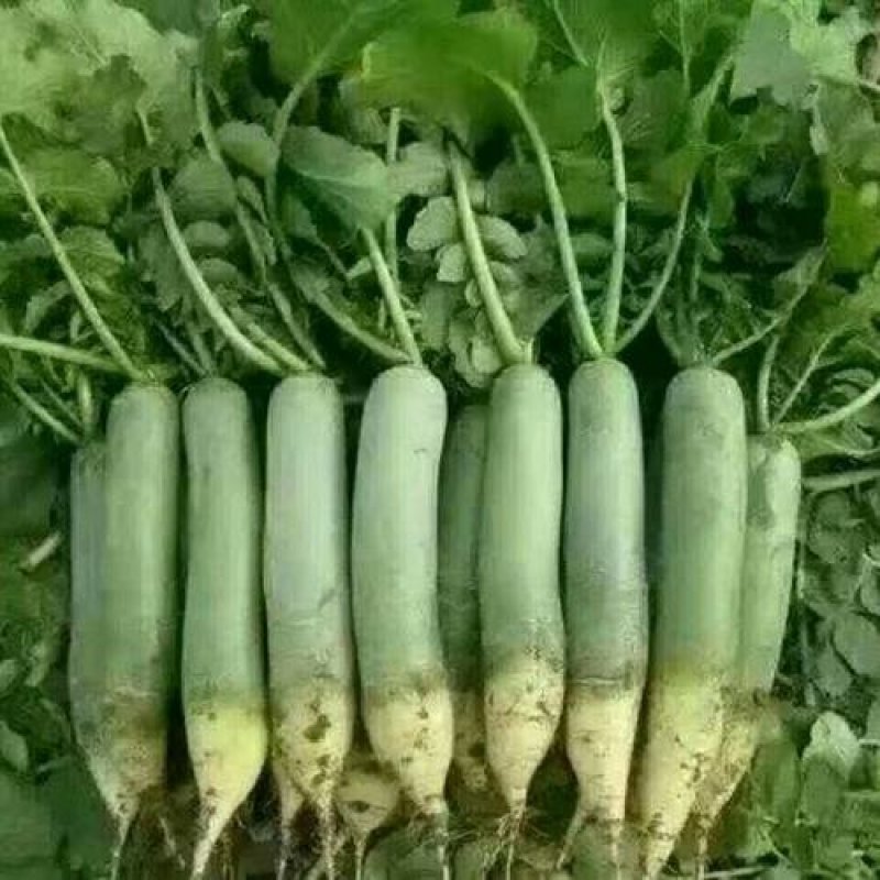 精品萝卜青萝卜蔬菜萝卜山东萝卜山东潍坊青萝卜货源好