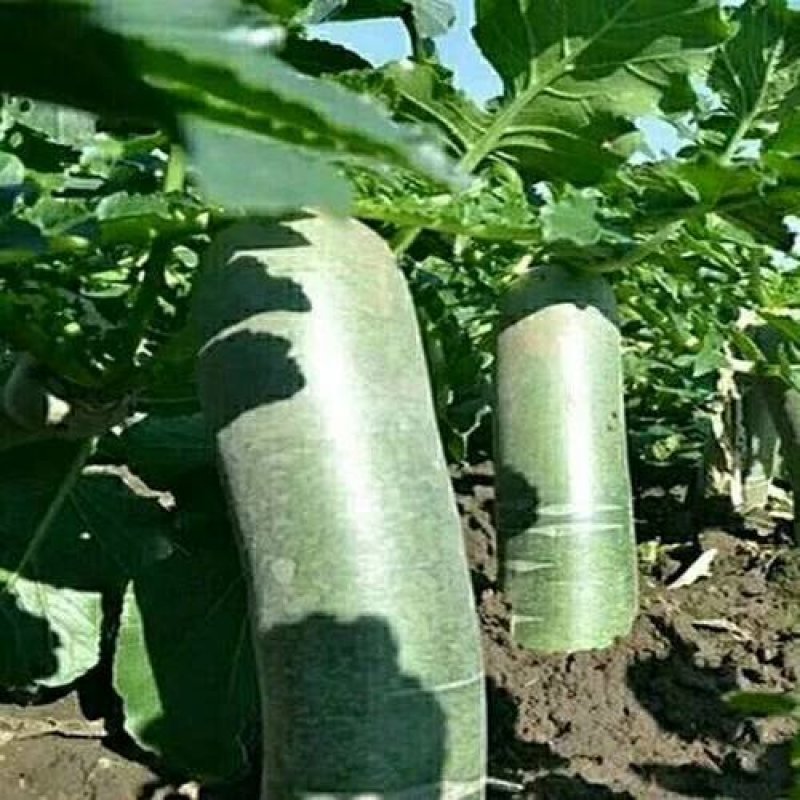 精品萝卜青萝卜蔬菜萝卜山东萝卜山东潍坊青萝卜货源好