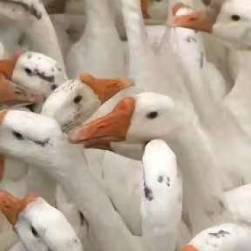 三花鹅苗