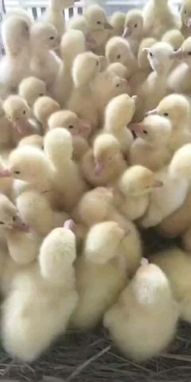 三花鹅苗