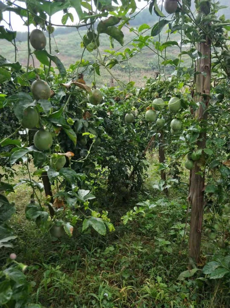 西番莲