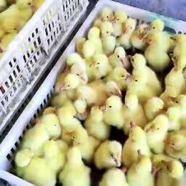 泰州鹅苗