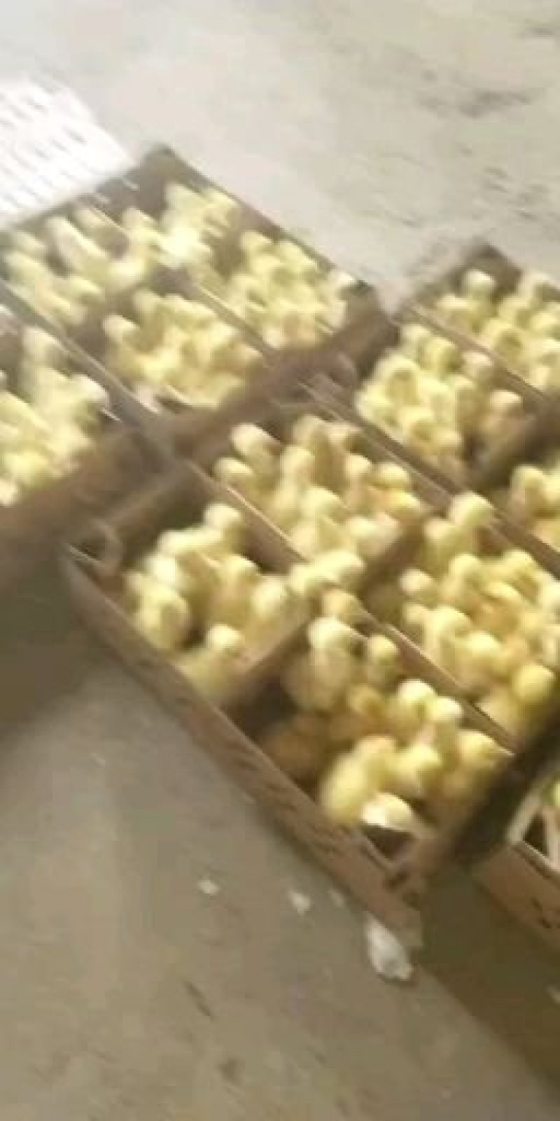 泰州鹅苗