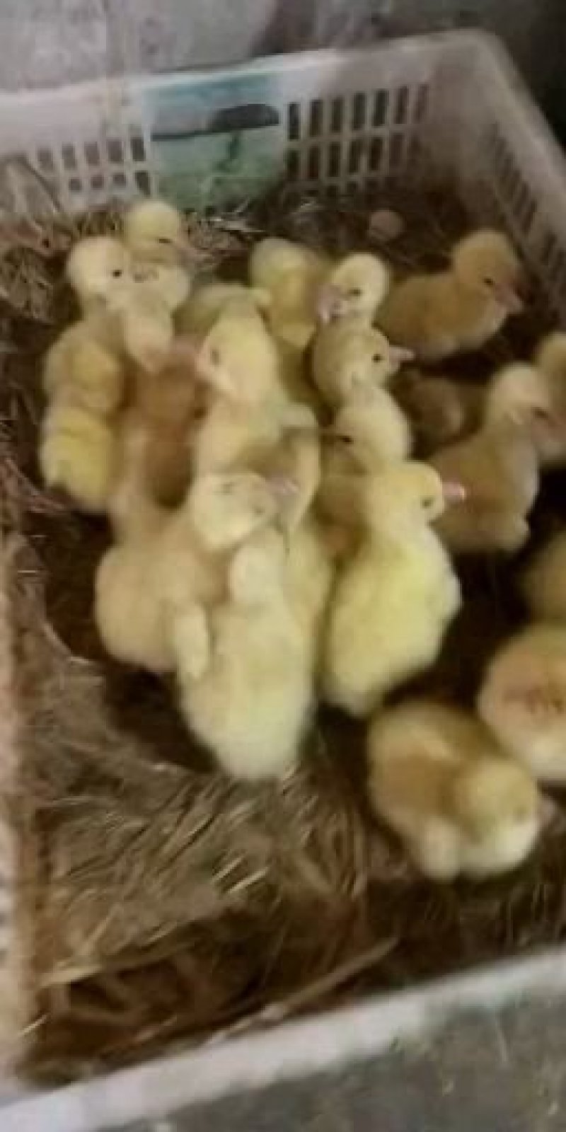 四季鹅苗