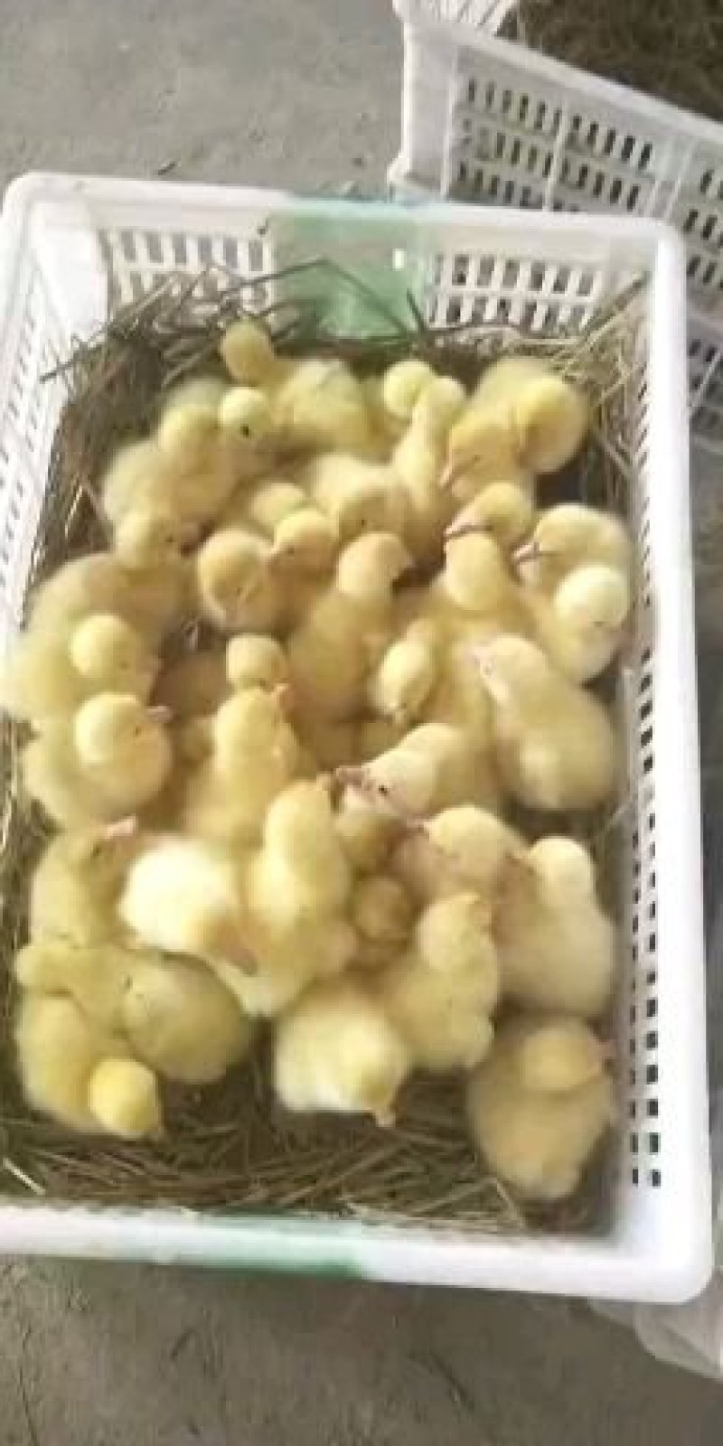杂交鹅苗