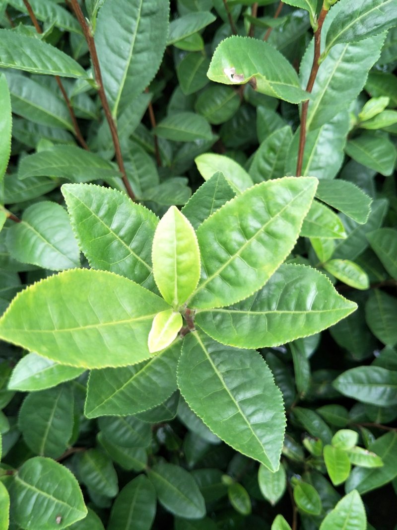 茶苗，茶树苗，安吉白茶，龙井43