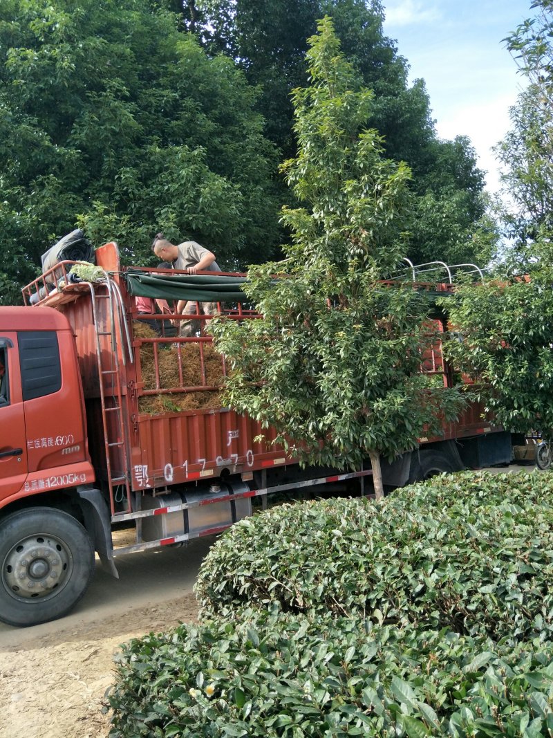 茶苗，茶树苗，安吉白茶，龙井43