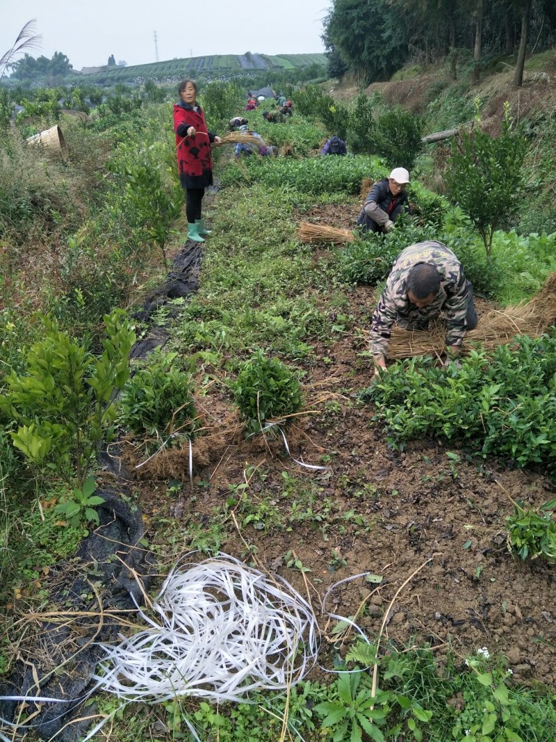 茶苗，茶树苗，安吉白茶，龙井43