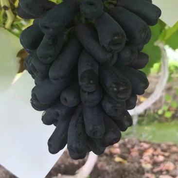 葡萄苗