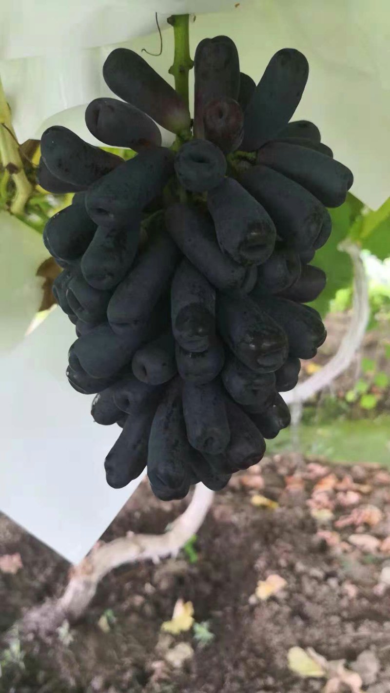 葡萄苗