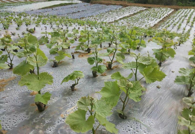 葡萄苗