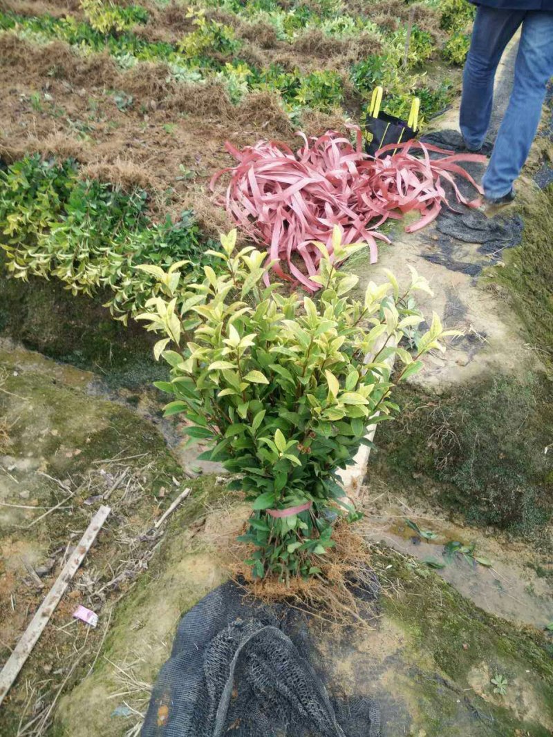 安吉白茶，量大从优，抗病强，抗寒耐寒