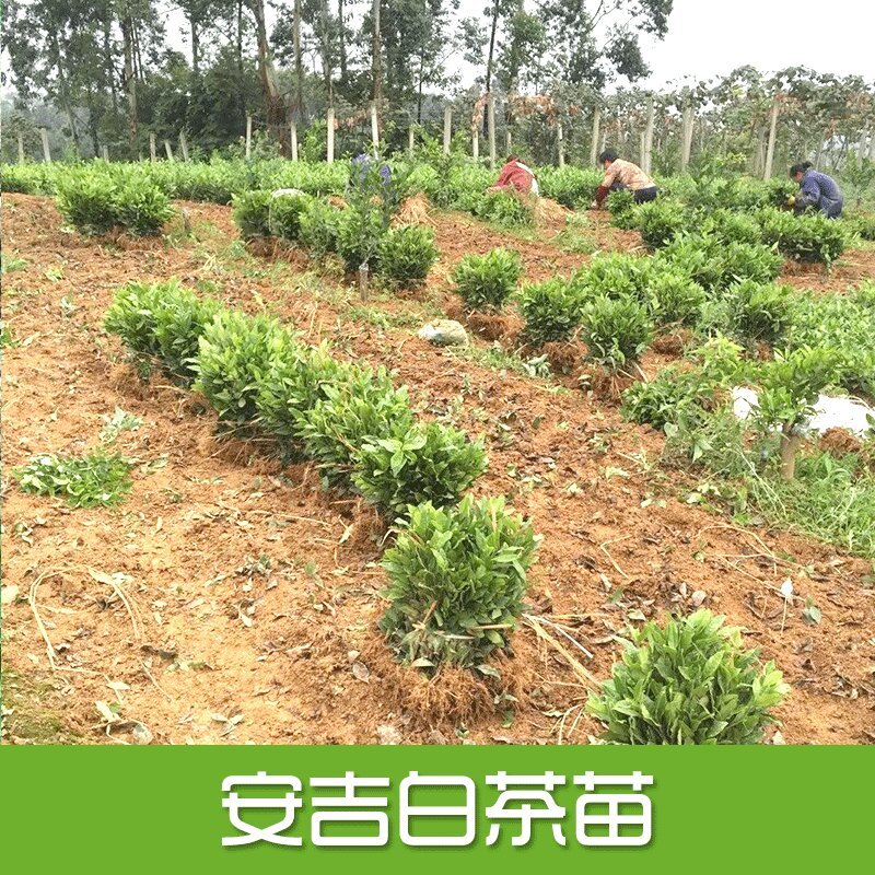 安吉白茶，量大从优，抗病强，抗寒耐寒