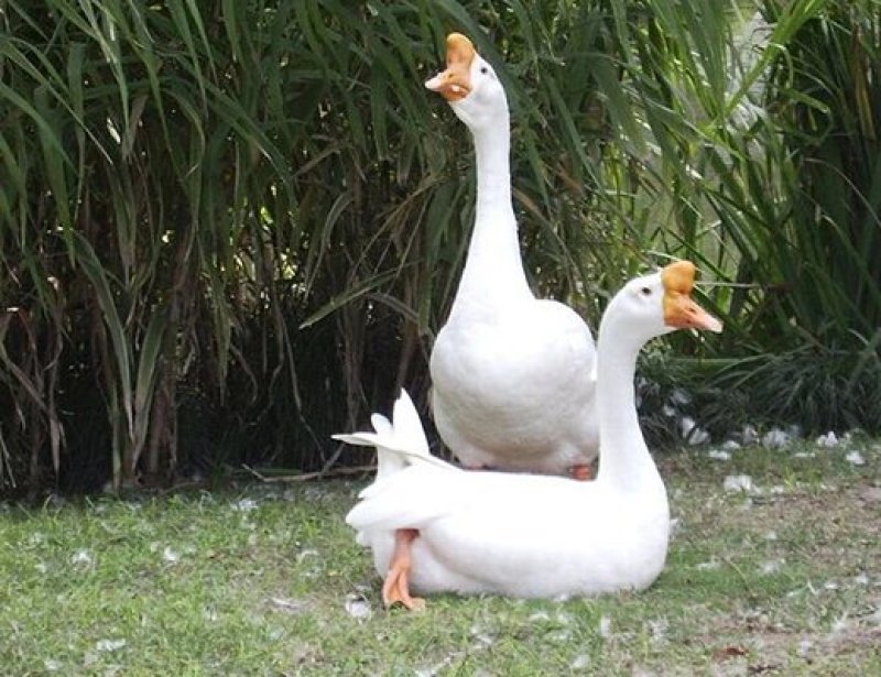 鹅苗