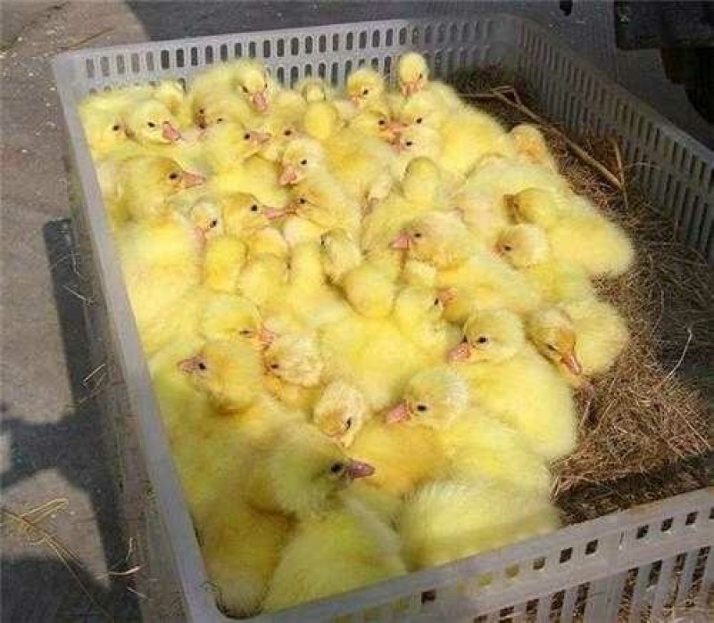 鹅苗