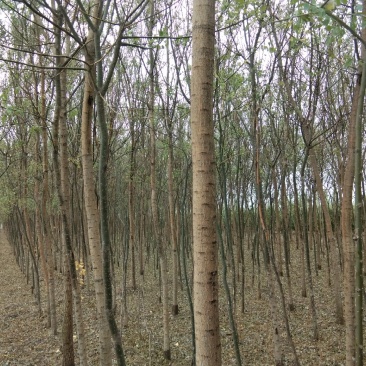 国槐十公分200元