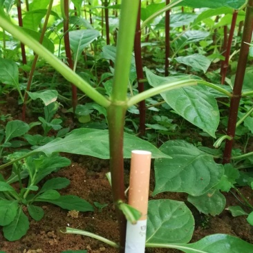 移栽钩藤苗自己种的一手货源