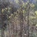 拐枣树苗