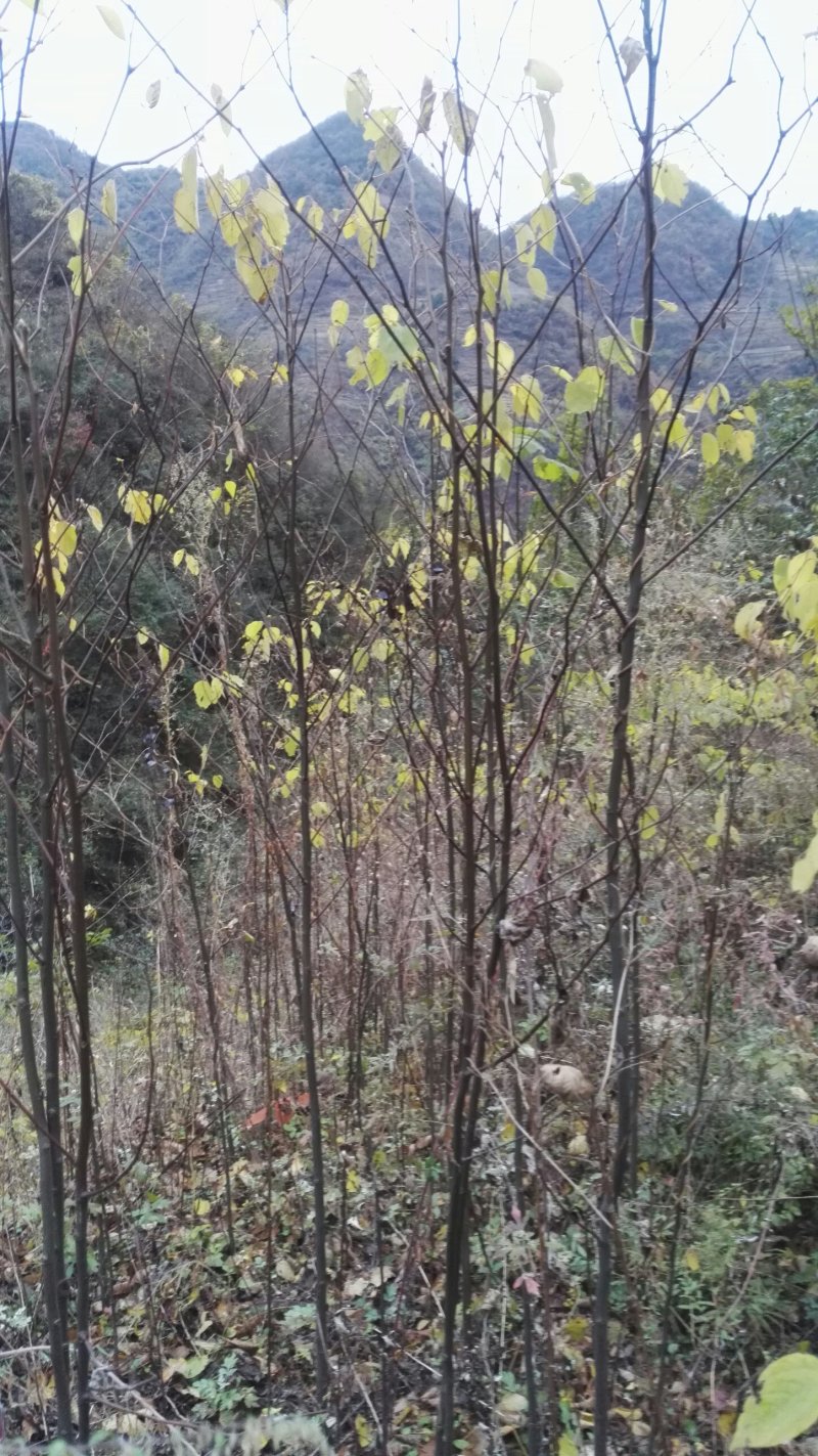 拐枣树苗