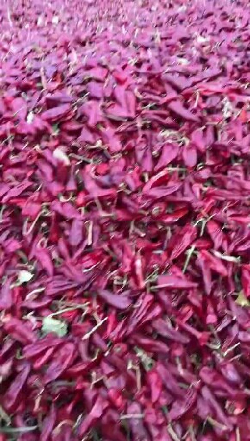 北京红和花皮大量上市
