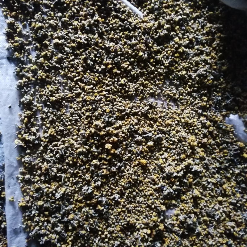 供应长白山野生菊花，物美价廉批零兼营，欢迎采购。，欢迎
