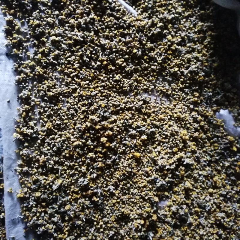 供应长白山野生菊花，物美价廉批零兼营，欢迎采购。，欢迎