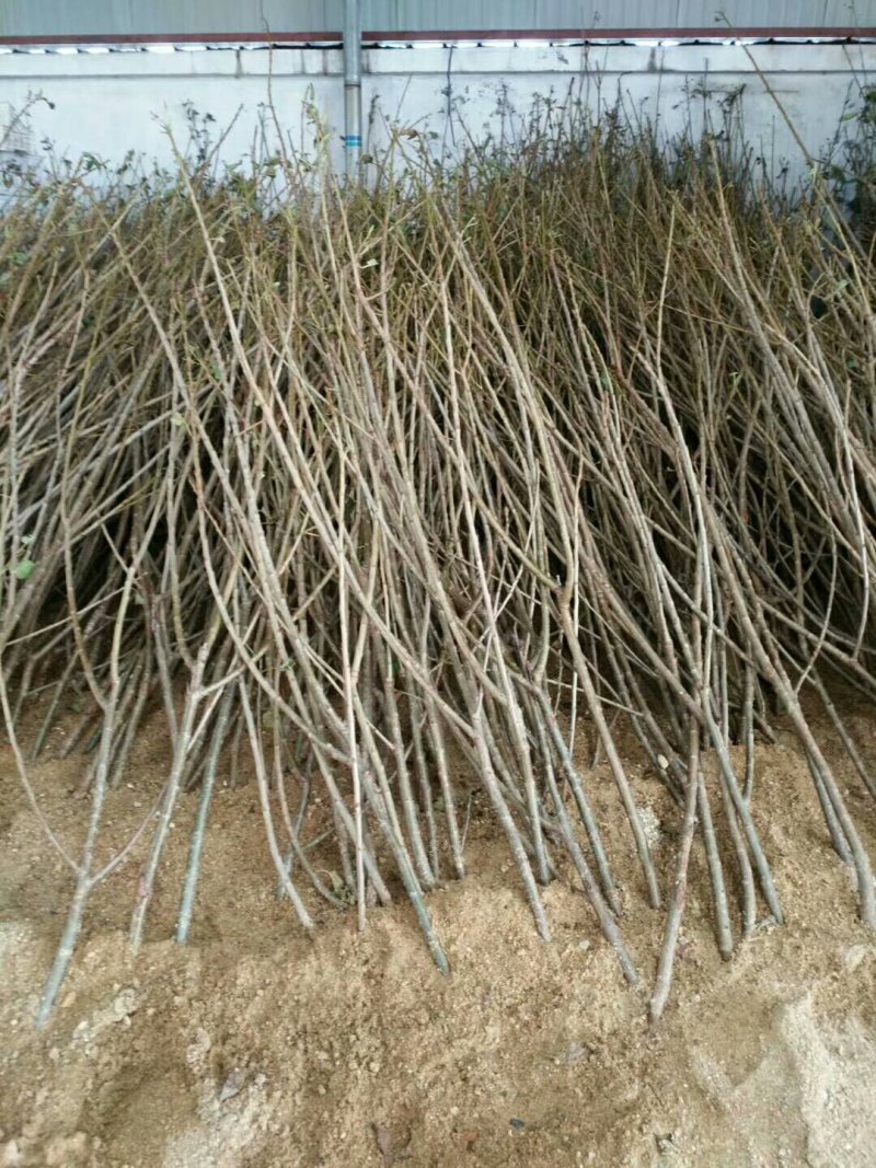 樱桃苗，矮化树，大树，樱桃占木，品种多，