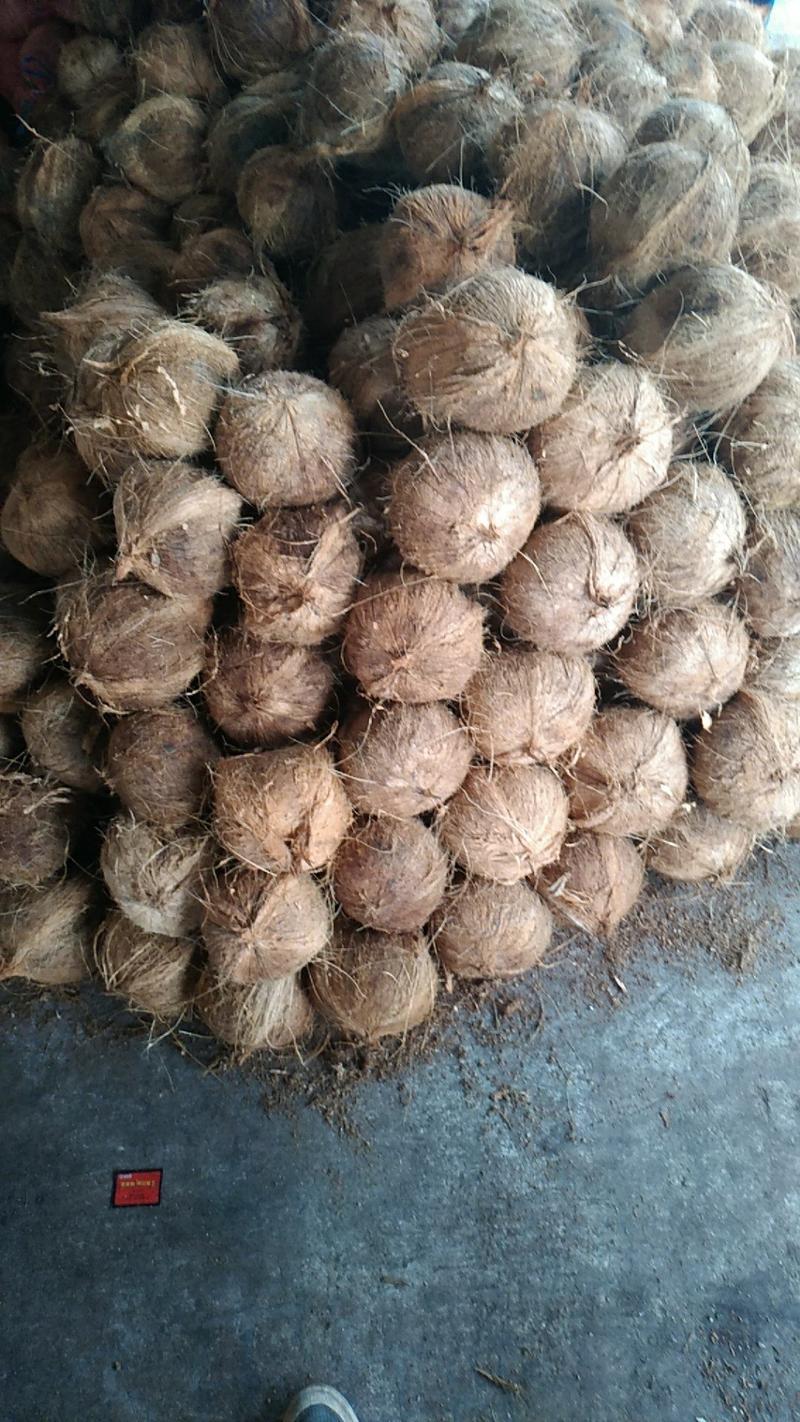 越南老椰椰皇椰子热带大毛椰子孕妇水果原装椰子原味椰汁煲汤