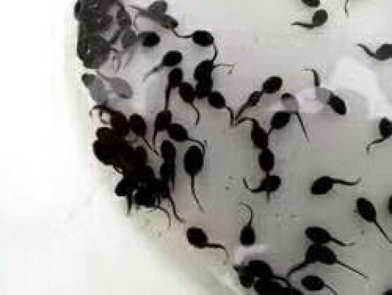 蝌蚪，优质蝌蚪种苗，欢迎预定