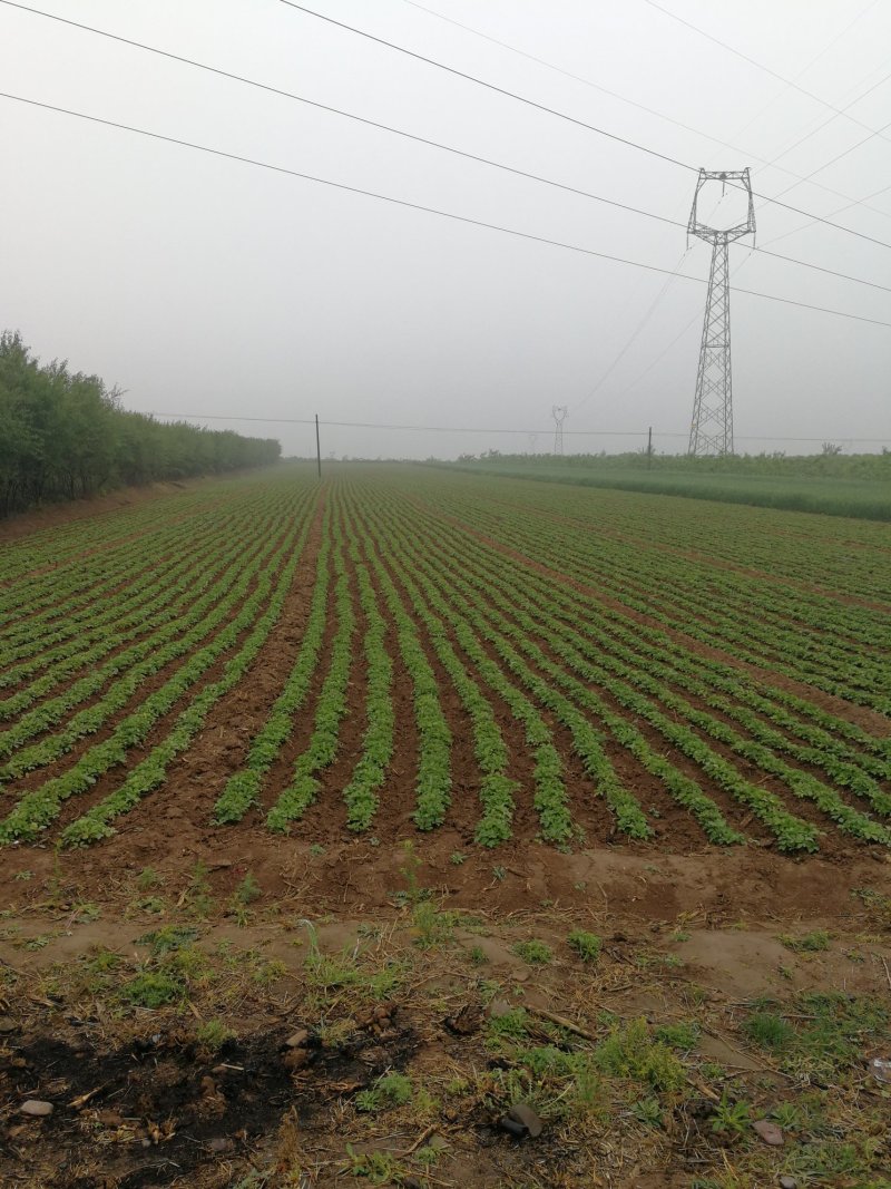1年白芍苗，赤芍苗，芍药苗点5公分至1公分以上的。