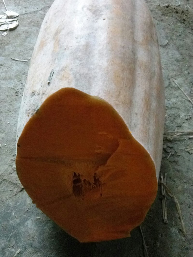 蜜本南瓜4~5斤以上，长条形，种植基地直供