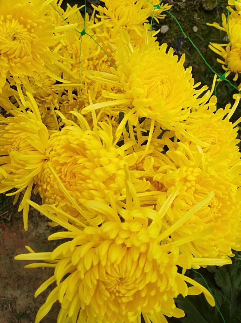 金丝皇菊