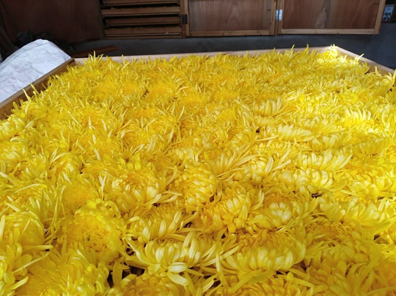 金丝皇菊