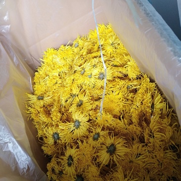 金丝皇菊