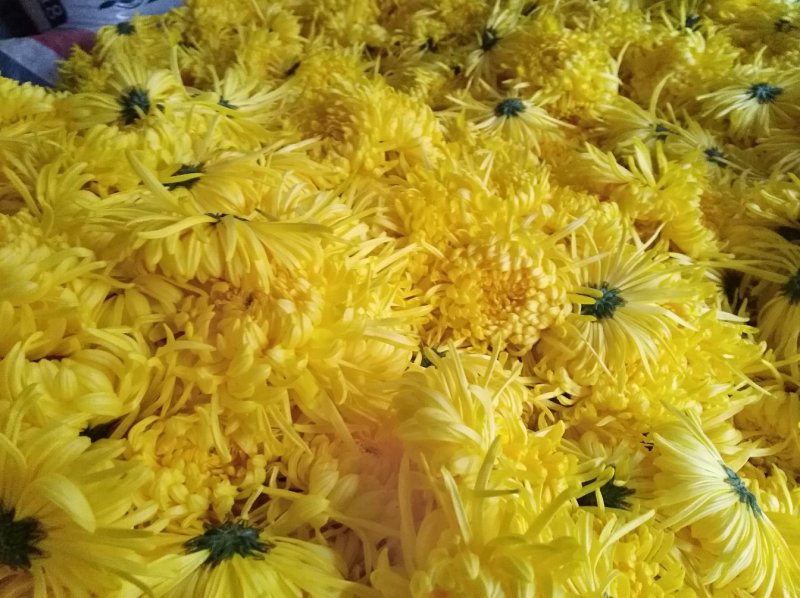 金丝皇菊