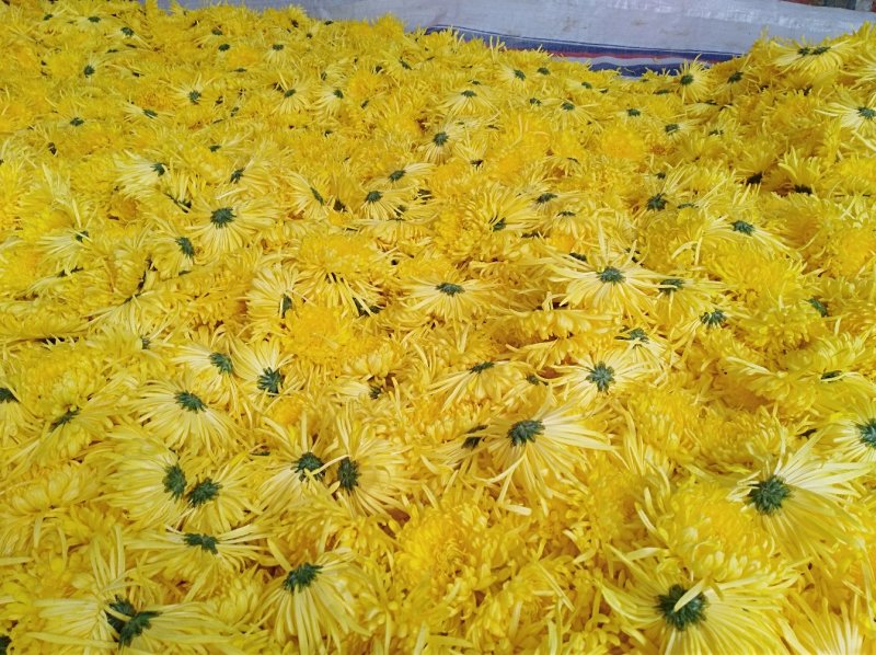 金丝皇菊