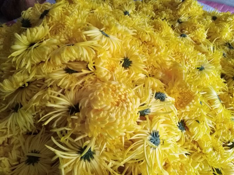 金丝皇菊