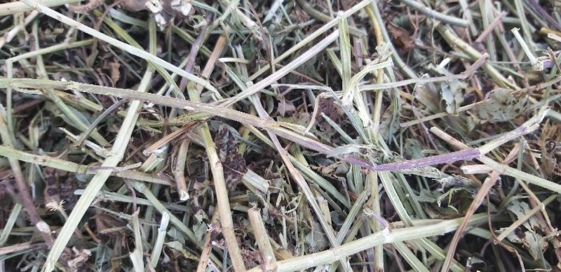羊草干草，牛干草，马干草，驴干草