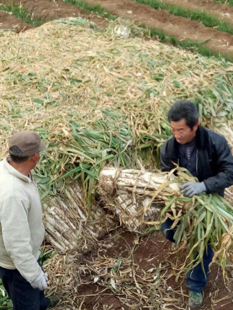 山东省安丘市长白大葱40cm以上毛葱