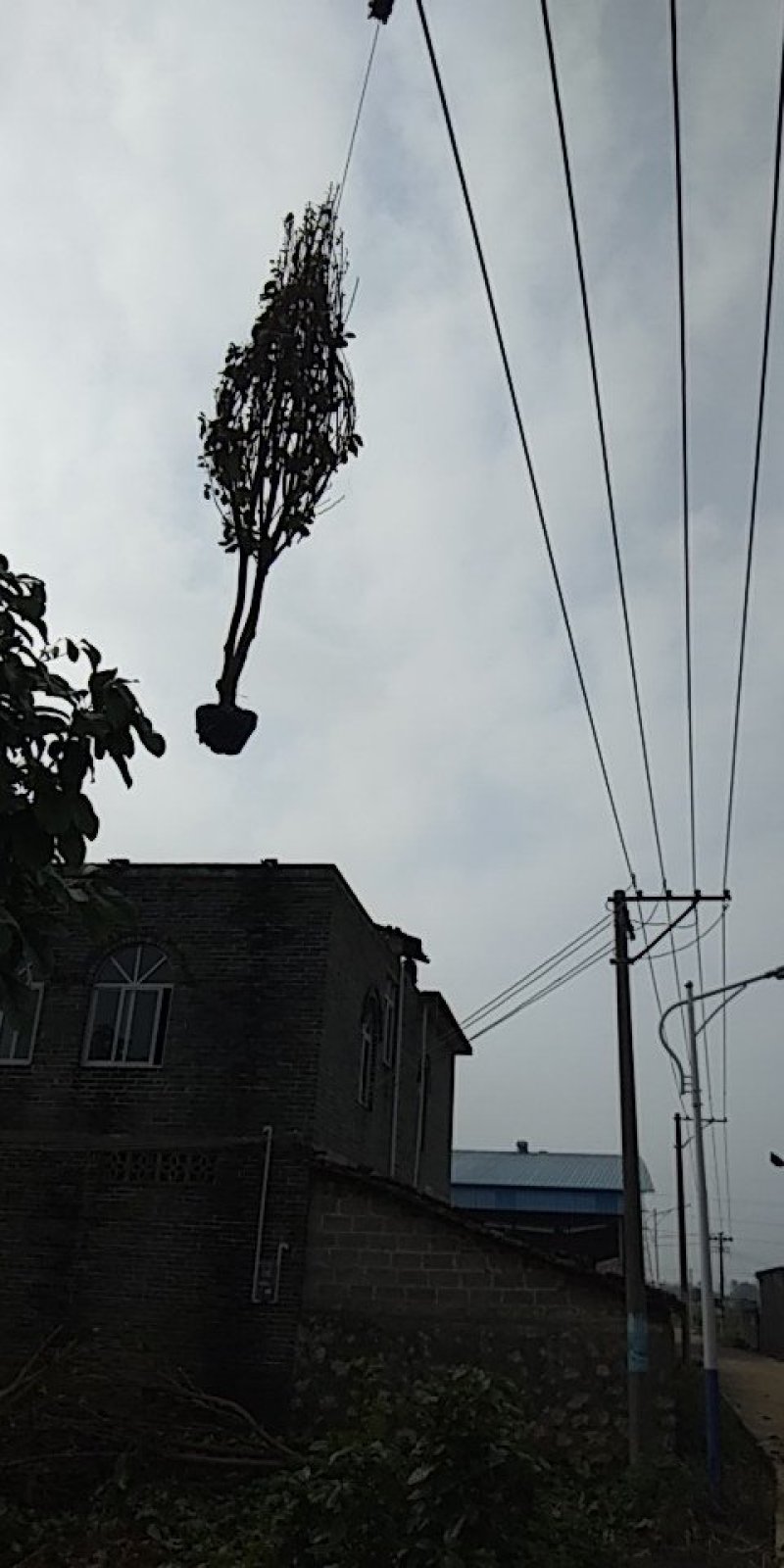 六旺树