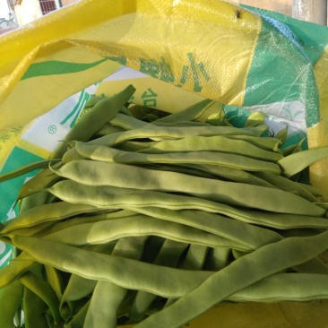 芸豆