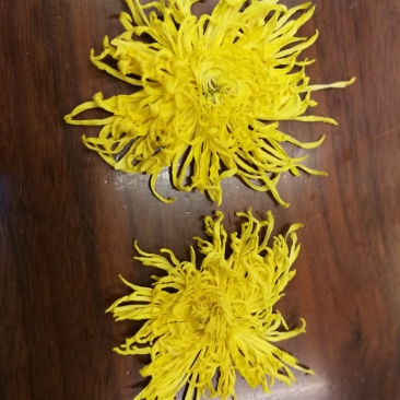 金丝黄菊