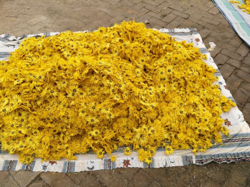 金丝黄菊