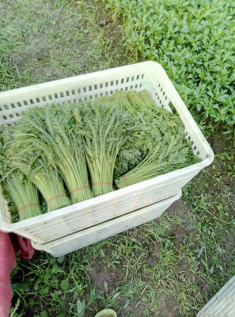 精品茼蒿上市，产地直供，量大从优，欢迎前来选购！