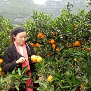 柑桔实力代办产地直销看货采摘