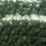 甘蓝，扁包，白菜产地发货，价格优惠，保质保量，来电咨询！