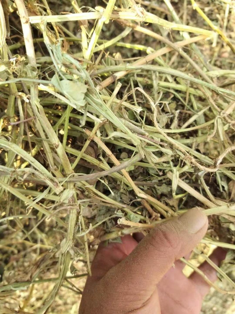 花生秧花生秧羊草花生秧草粉花生秧颗粒