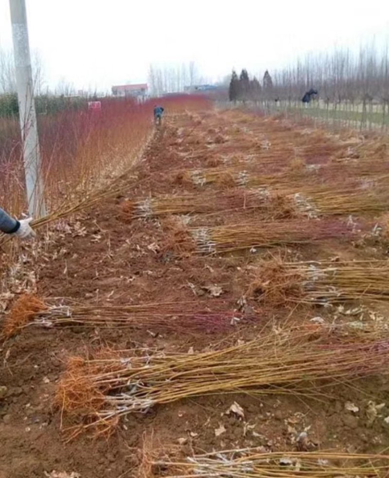 永莲7号8号5号桃树苗一年苗高度50-100厘米