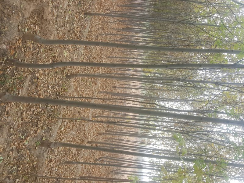 3-8公分速生白蜡量大一级货源