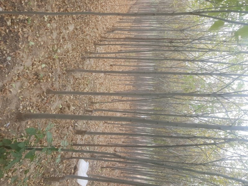 3-8公分速生白蜡量大一级货源